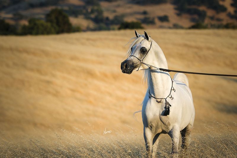 Arabian Horse