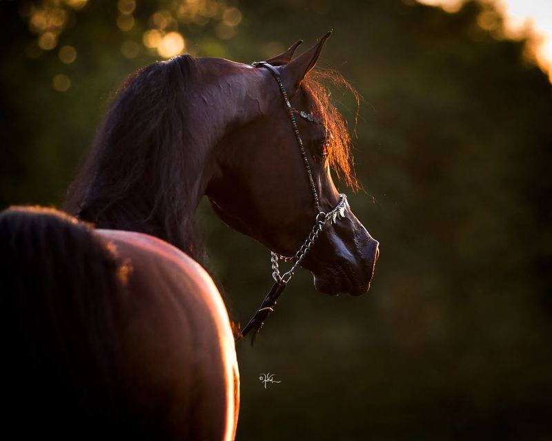 Arabian Horse