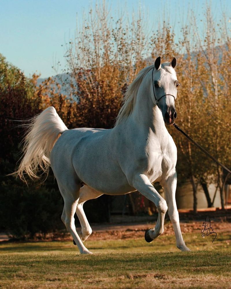 Arabian Horse