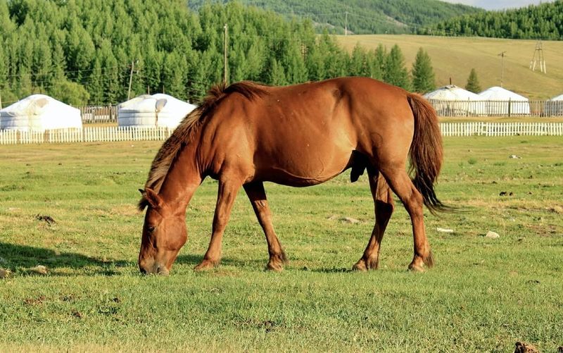 Mongolian Horse