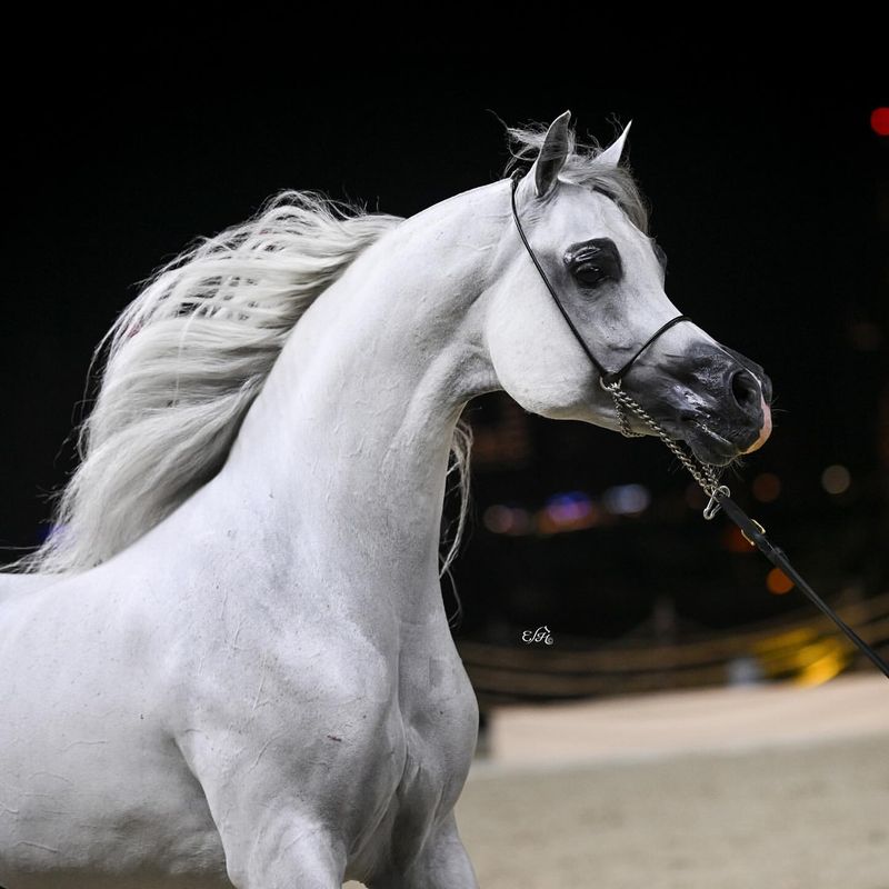 Arabian Horse