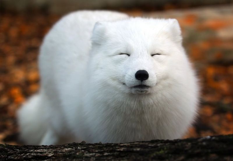 Arctic Fox