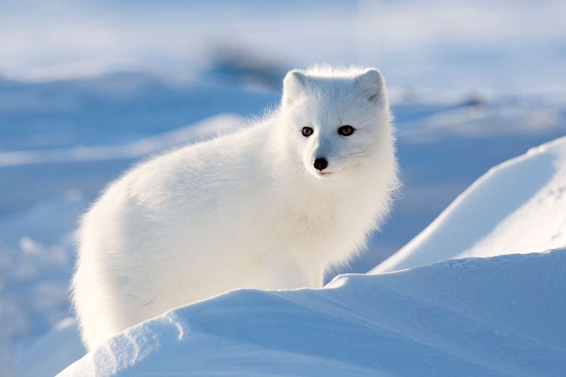 Arctic Fox - The Winter Survivor