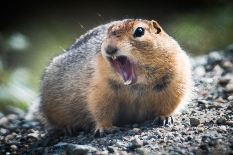 Arctic Ground Squirrel