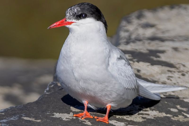 Arctic Tern