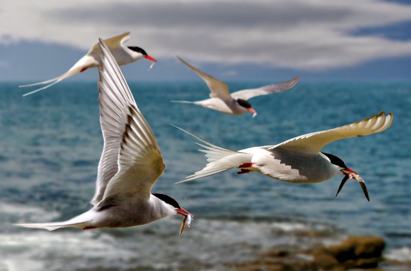 Arctic Tern's Migration