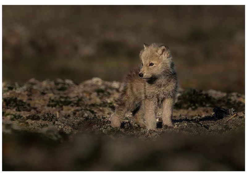 Arctic Wolf Pups: New Beginnings