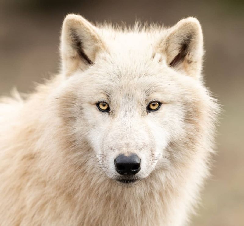 Arctic Wolves' Relationship with Indigenous Peoples