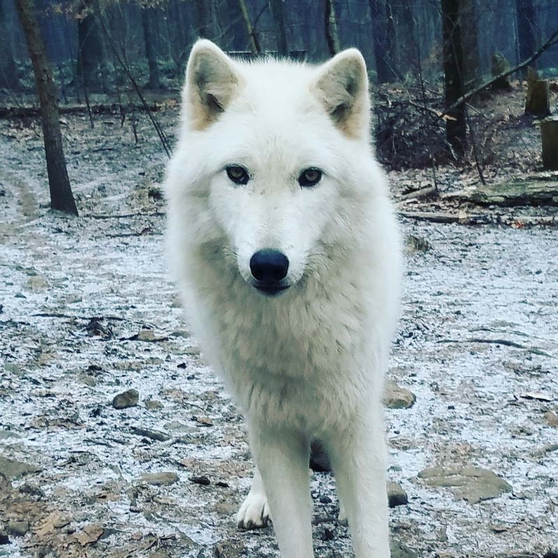 Arctic Wolves in Popular Culture