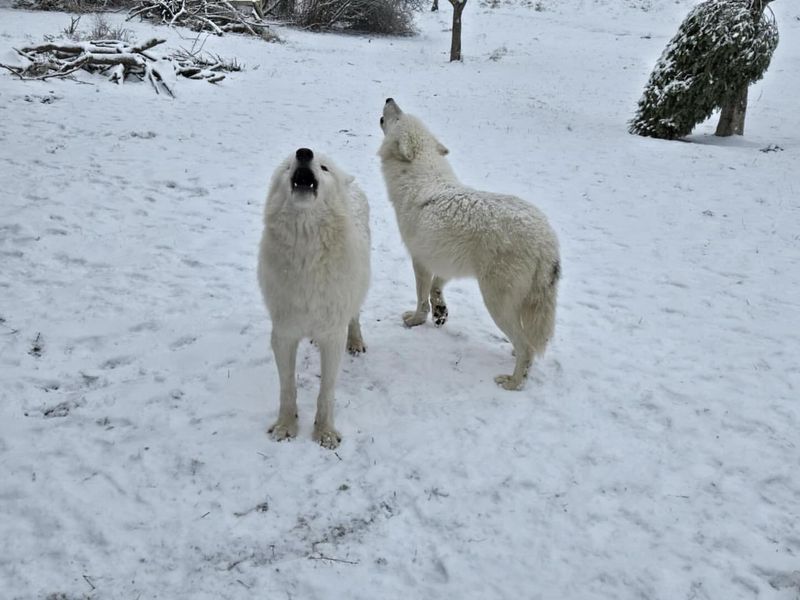 Arctic Wolves' Unique Hunting Techniques