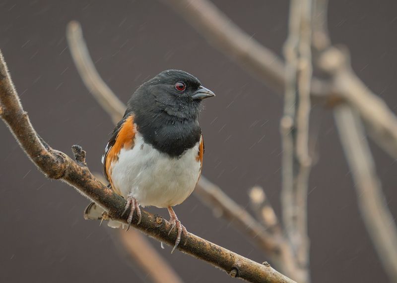 Are Eastern Towhees Considered Sparrows?