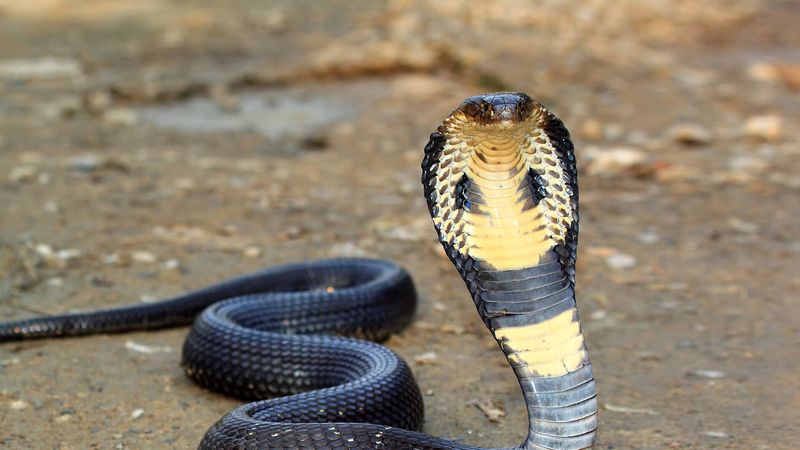 Are There Cobras in South Florida?