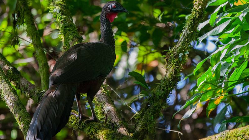 Arenal Volcano National Park, Costa Rica