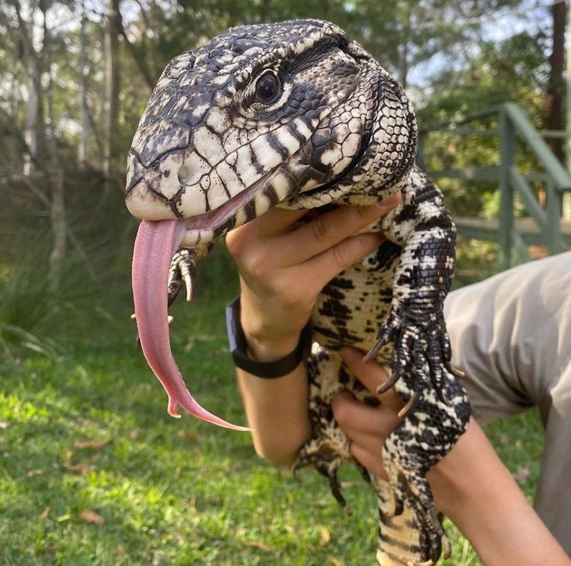 Argentine Black and White Tegu