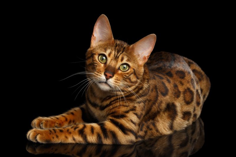 Aries: Bengal