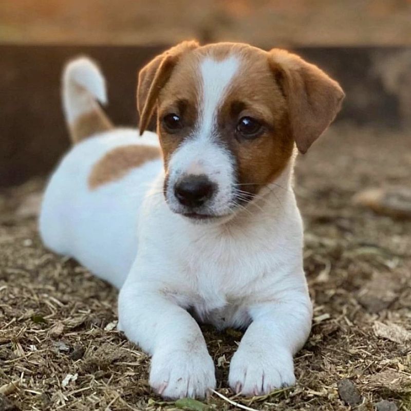 Aries: Jack Russell Terrier