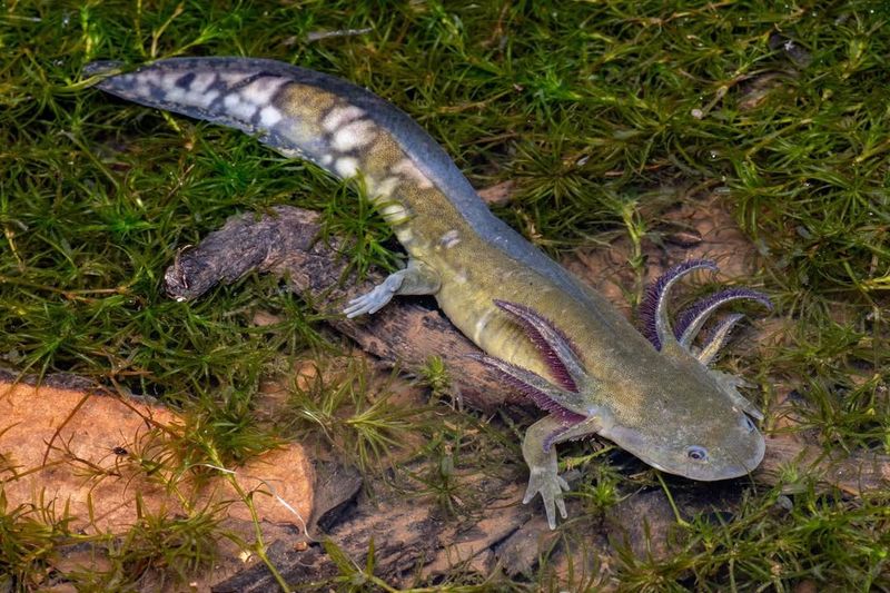 Arizona's Arid Amphibian: Barred Tiger Salamander