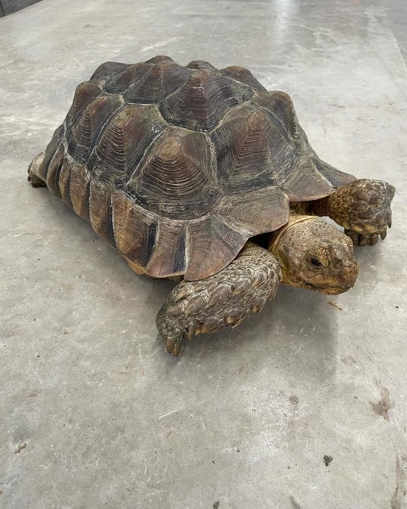 Arizona's Desert Tortoise Giant