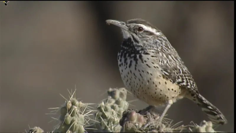 Arizona: Cactus Wren