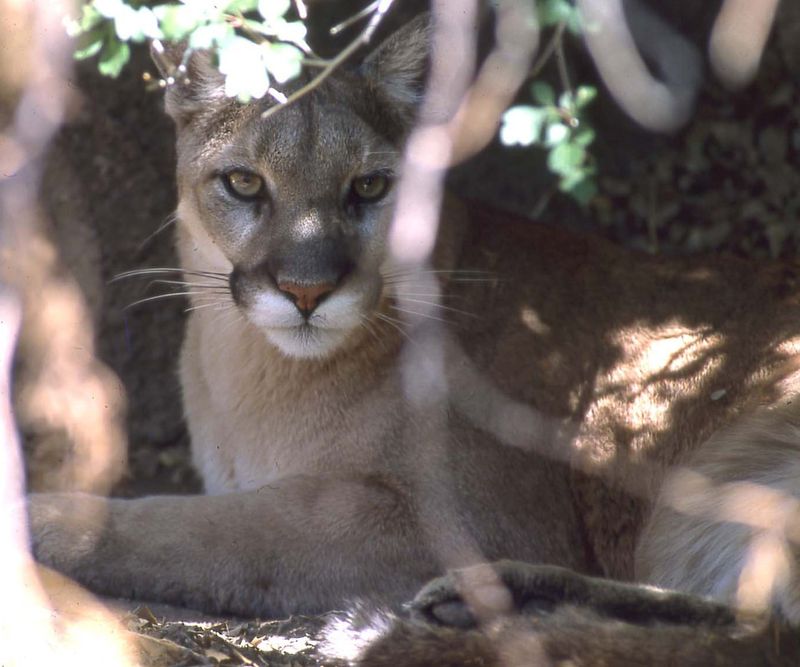 Arizona - Cougar