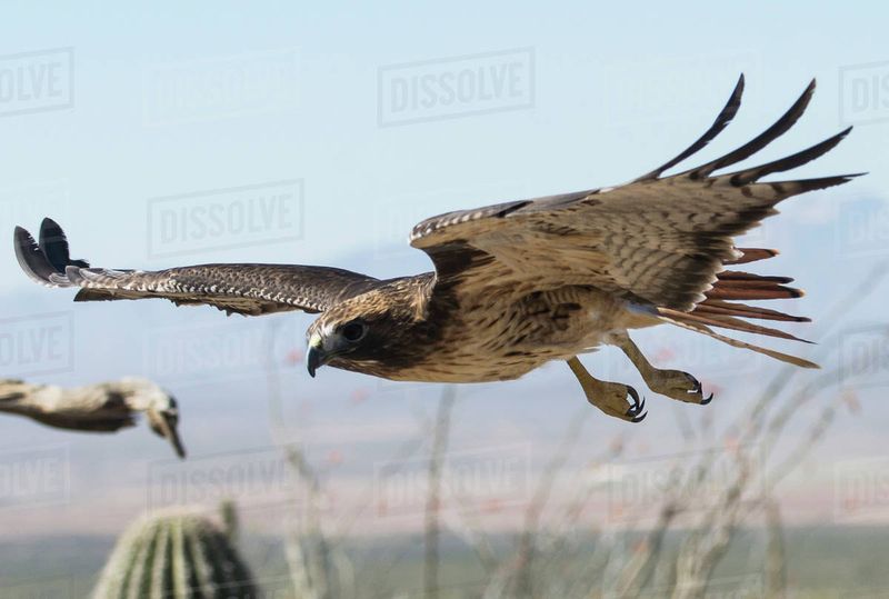 Arizona - Ferruginous Hawk