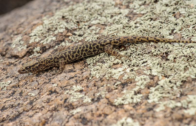 Arizona Night Lizard