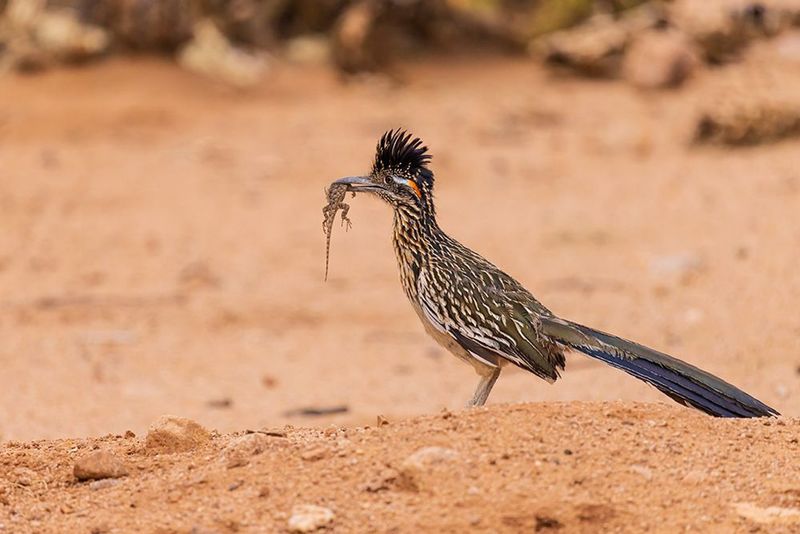 Arizona - Roadrunner