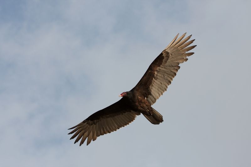 Arizona - Turkey Vulture