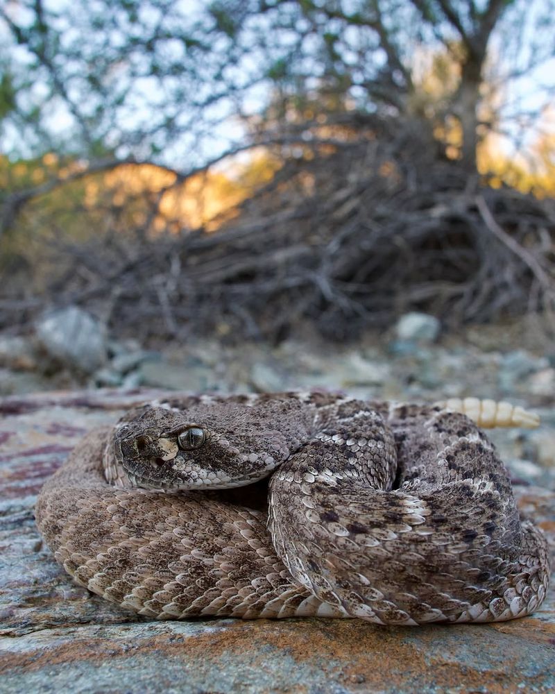 Arizona - Western Diamondback Rattlesnake