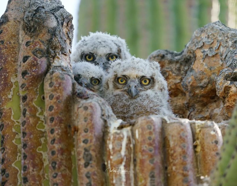 Arizona's Cactus Owl