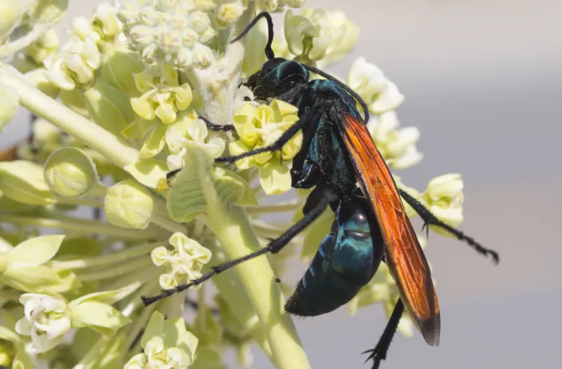 Arizona's Tarantula Hawk