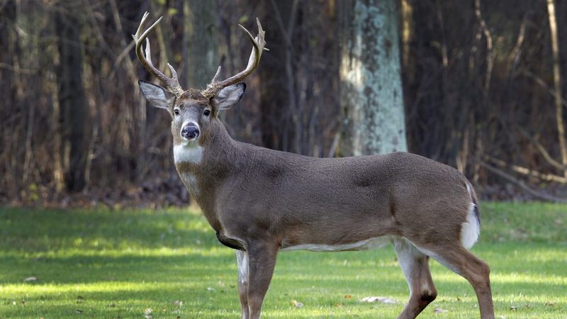 Arkansas's White-tailed Deer