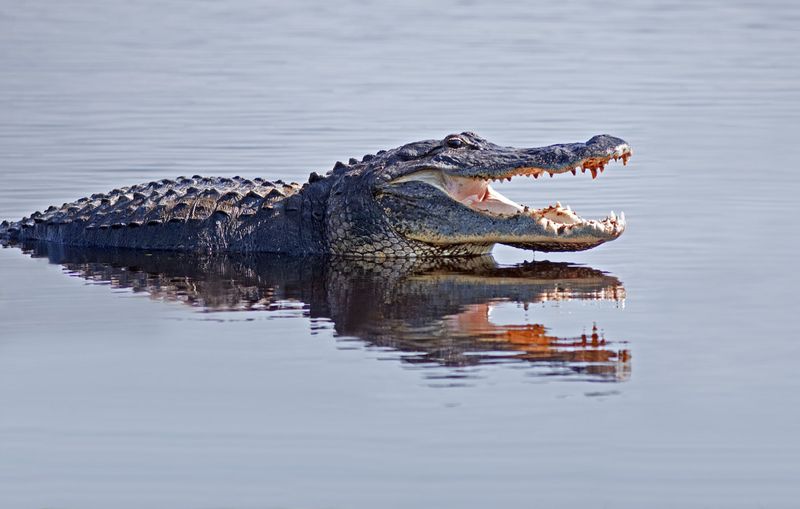 Arkansas' Swamp Sentinel