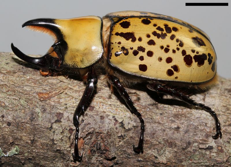 Arkansas' Eastern Hercules Beetle