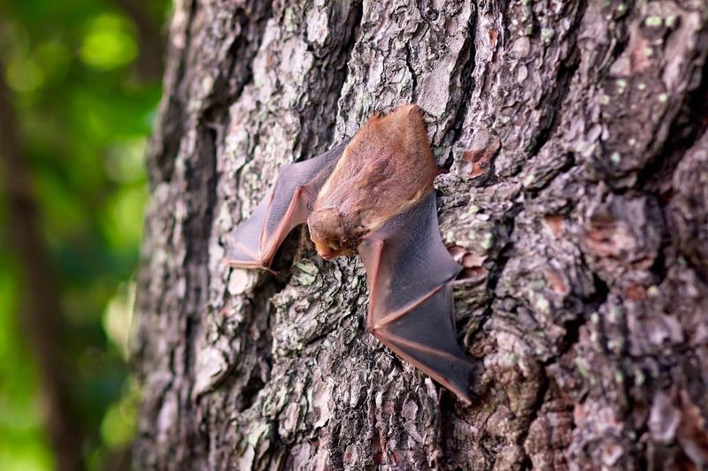 Arkansas's Cavernous Roosts