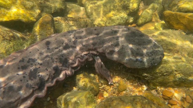 Arkansas's Underwater Gem: Ozark Hellbender