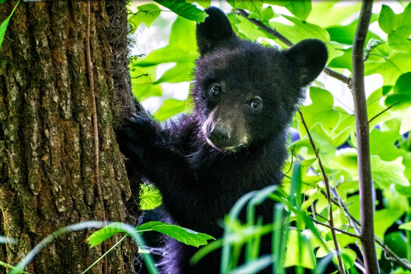 Arkansas Bear