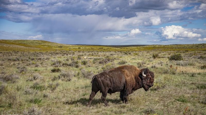 Arkansas Bison