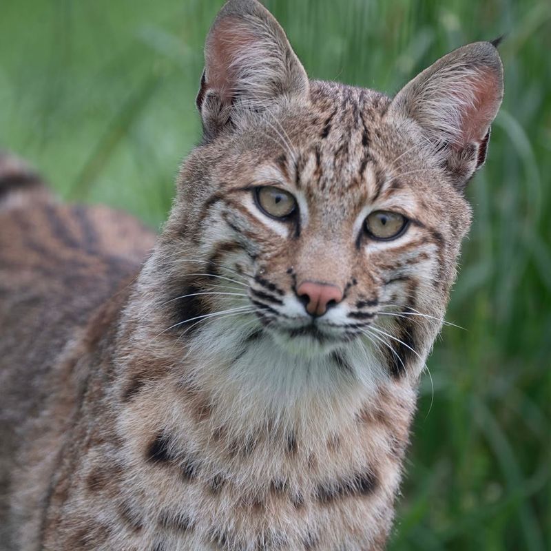 Arkansas - Bobcat