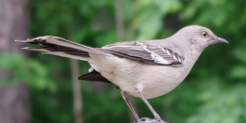 Arkansas: Northern Mockingbird