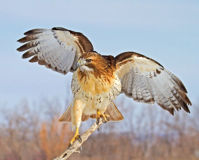 Arkansas - Red-tailed Hawk