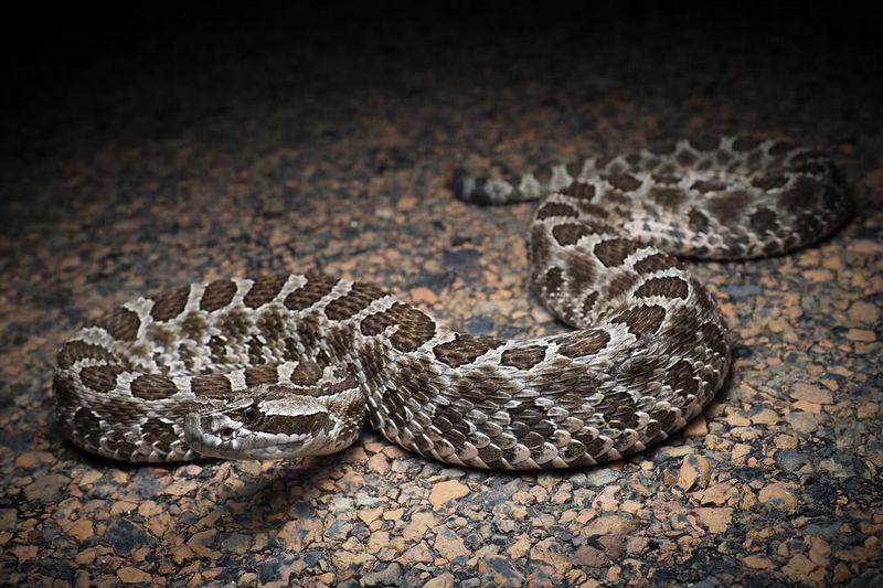 Arkansas - Timber Rattlesnake