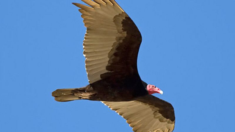 Arkansas - Turkey Vulture