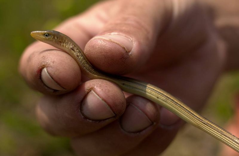 Arkansas Western Slender Glass Lizard