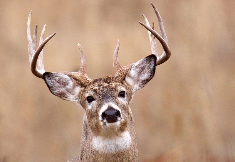 Arkansas - White-Tailed Deer