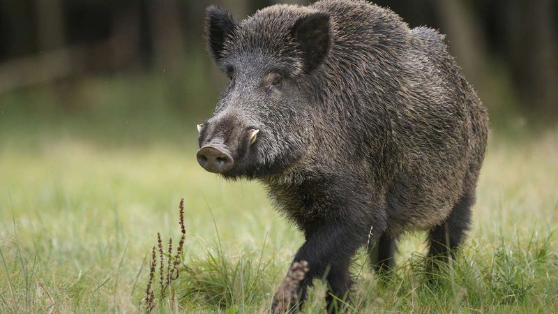 Arkansas - Wild Boars