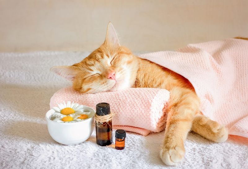 Aromatherapy for Cats