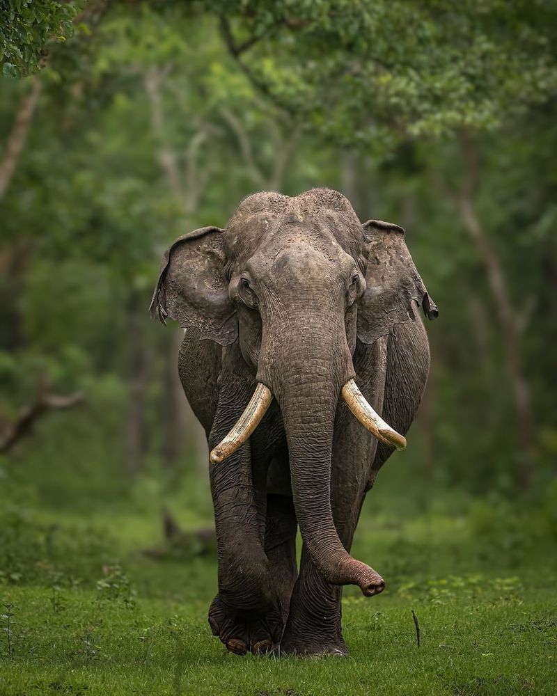 Asian Elephant