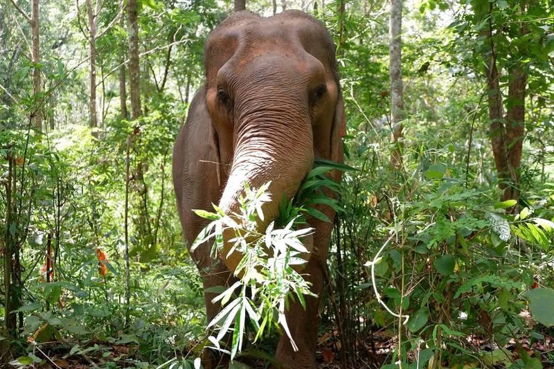 Asian Elephant