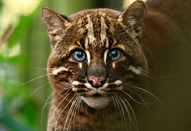 Asian Golden Cat